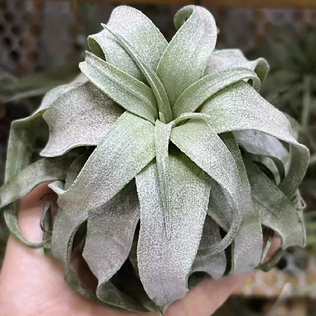 エアープランツ チランジアTillandsia Streptophylla (8～10cm前後)