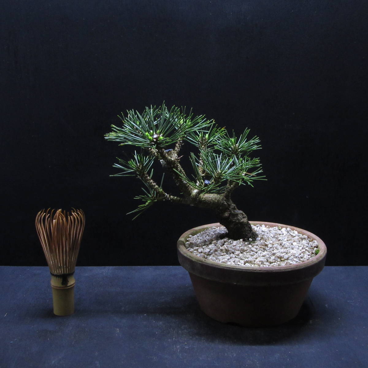 八ツ房 黒松 千寿丸 4号送料無料盆栽素材松盆栽 【 松柏類・