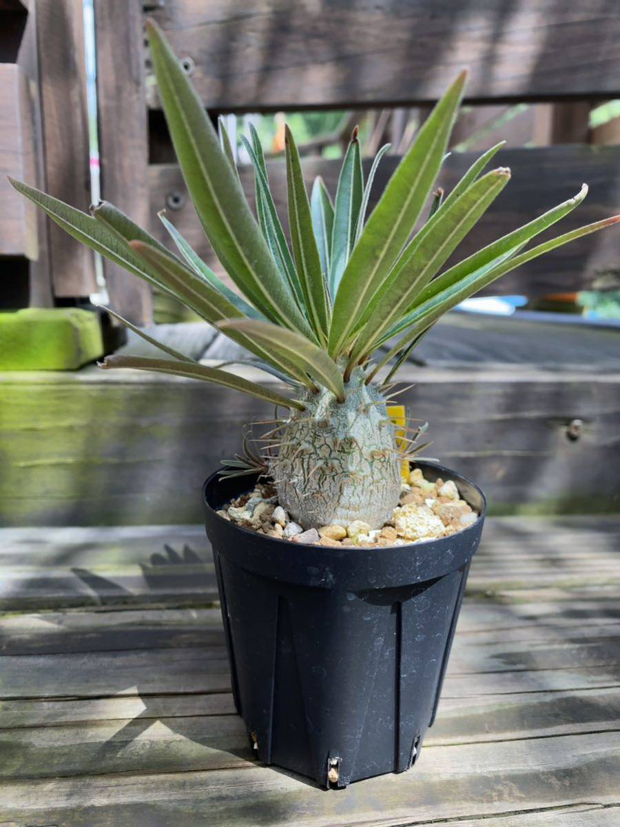 Pachypodium gracilius パキポディウム グラキリス 綴化 実生 塊根