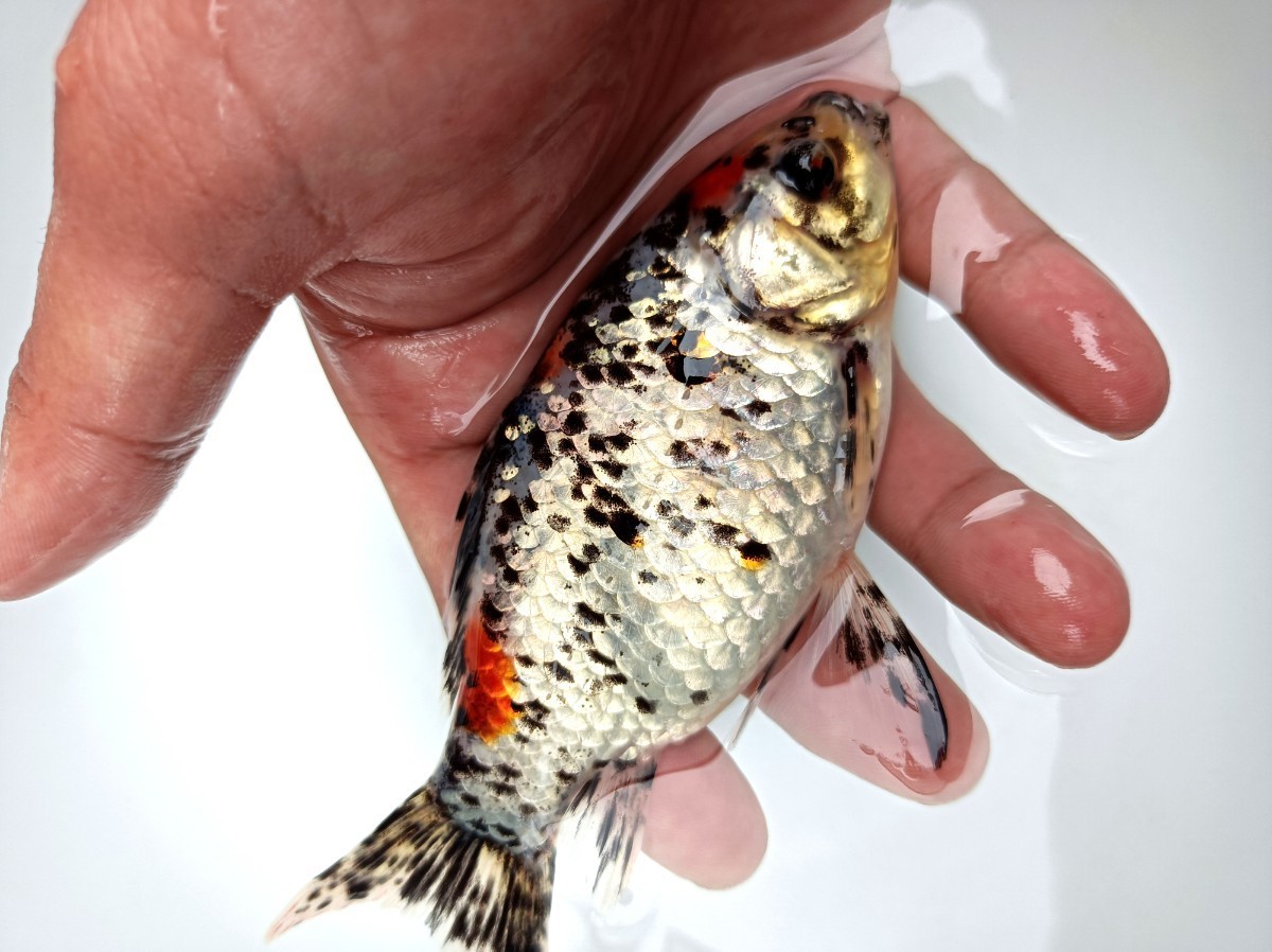 弥富産 銀鱗朱文金 雌 1円～