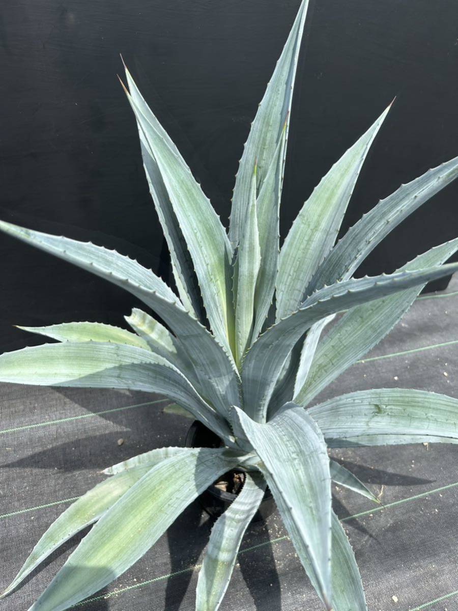 アガベ　アメリカーナ　オアハカセンシス　大株 Agave americana v. oaxacensis アガベ アメリカーナ オアハカセンシス