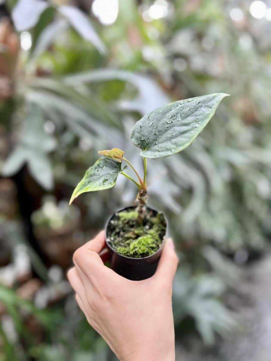 vandaka】Anthurium debilis アンスリウム デビリス アンスリューム 