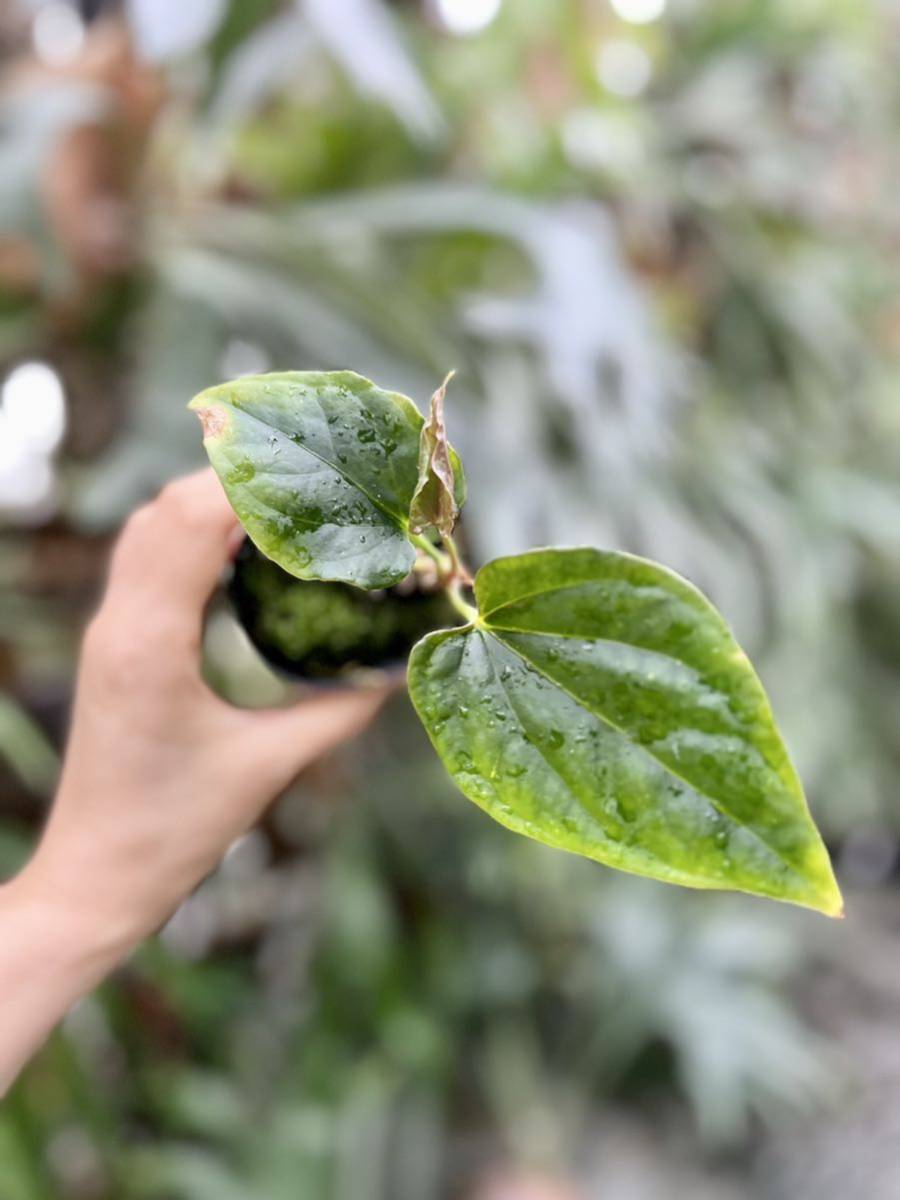 vandaka】Anthurium debilis アンスリウム デビリス アンスリューム 