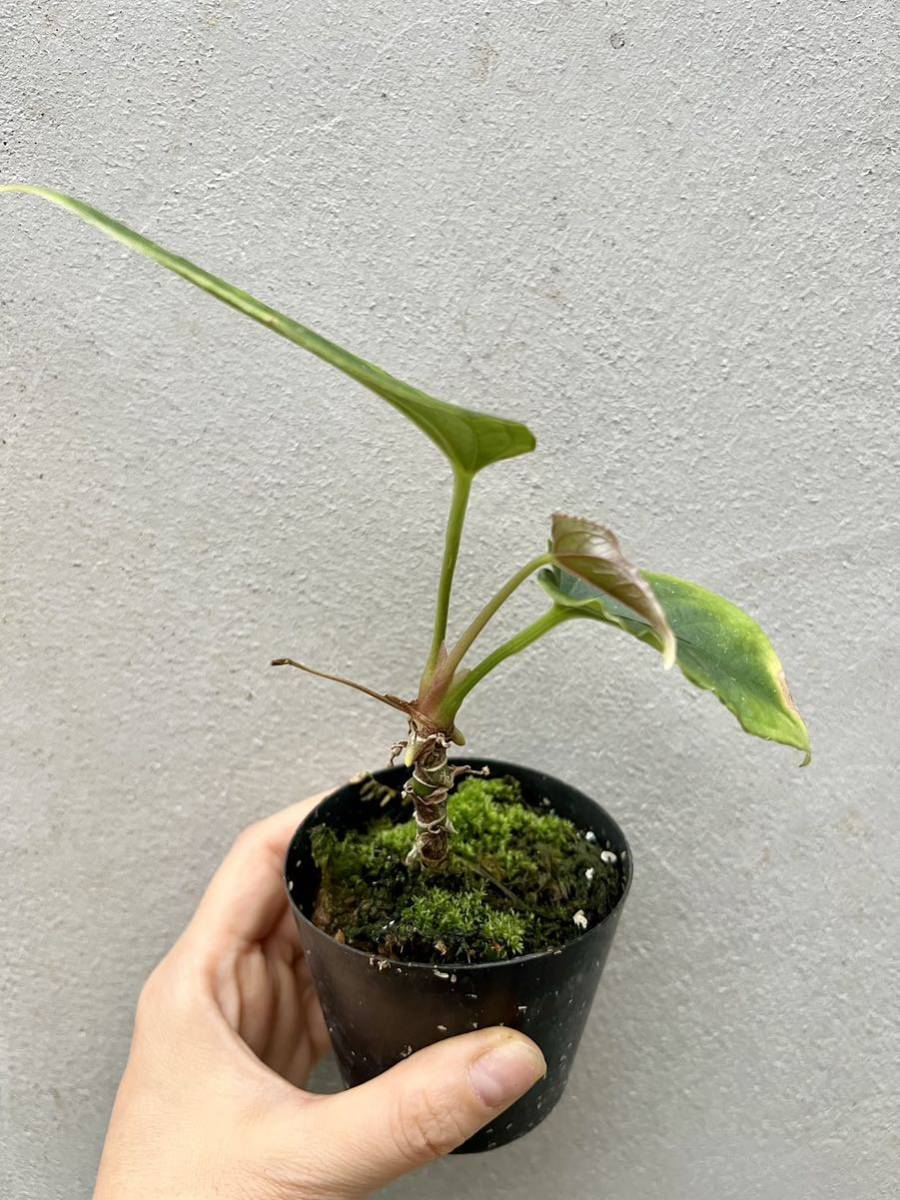 vandaka】Anthurium debilis アンスリウム デビリス アンスリューム 