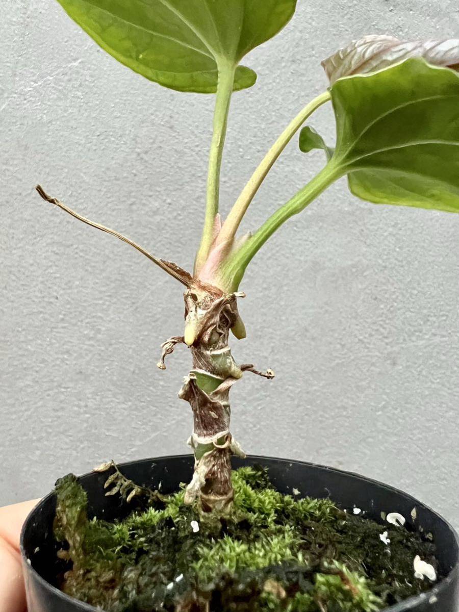 vandaka】Anthurium debilis アンスリウム デビリス アンスリューム 