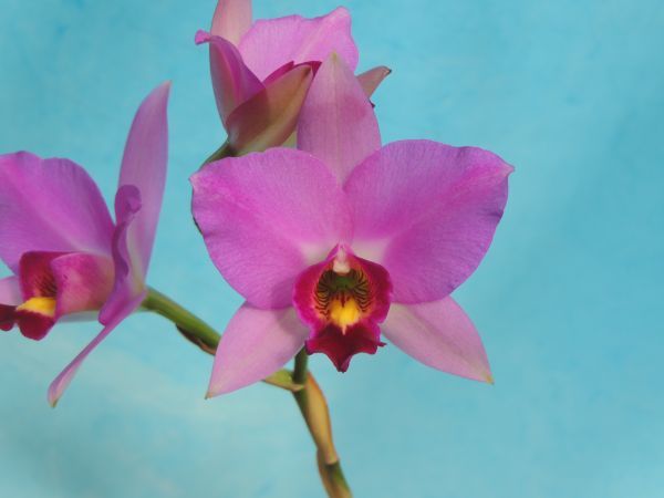 T♪洋蘭 Laelia ancesp f.barkeriana`Full Moon' カトレア 洋ラン