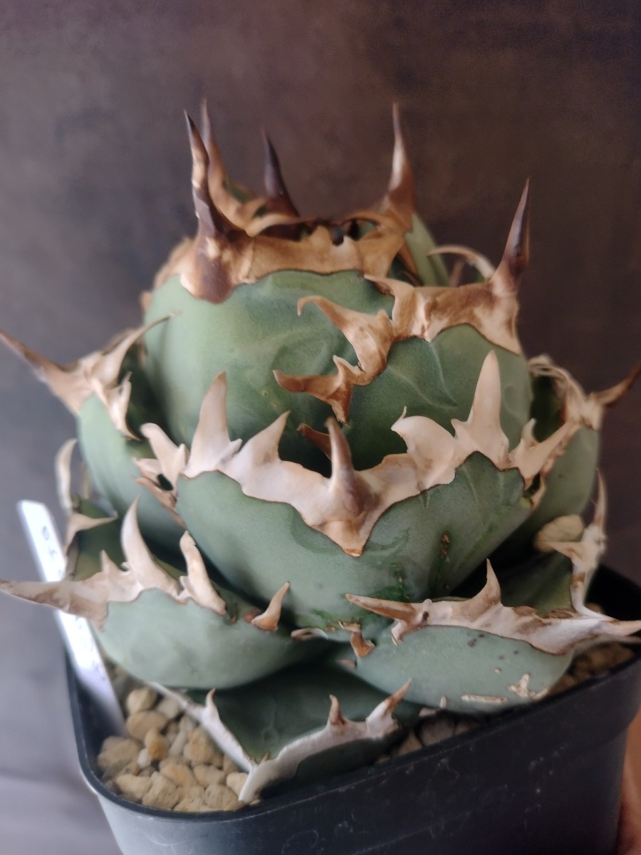 アガベ チタノタ sky agave産 実生 白青い葉子株 全国無料，新作】 【AGAVE TITANOTA 青白肌台湾株】アガベ チタノタ 子株