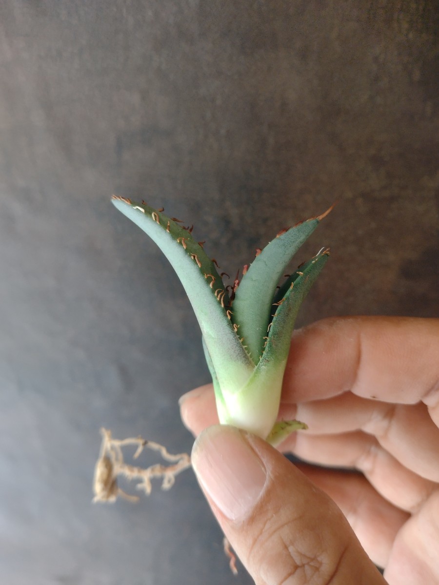 全国無料，新作】 【AGAVE TITANOTA 青白肌台湾株】アガベ チタノタ 子株