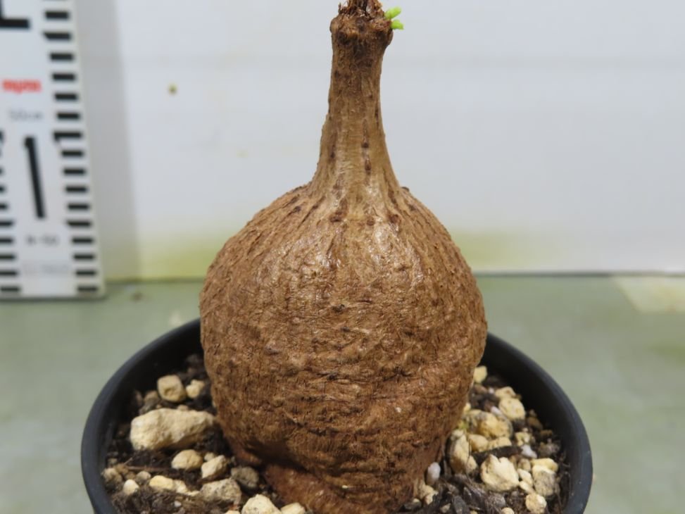 種子] キフォステンマ エレファントプス Cyphostemma elephantopus シ