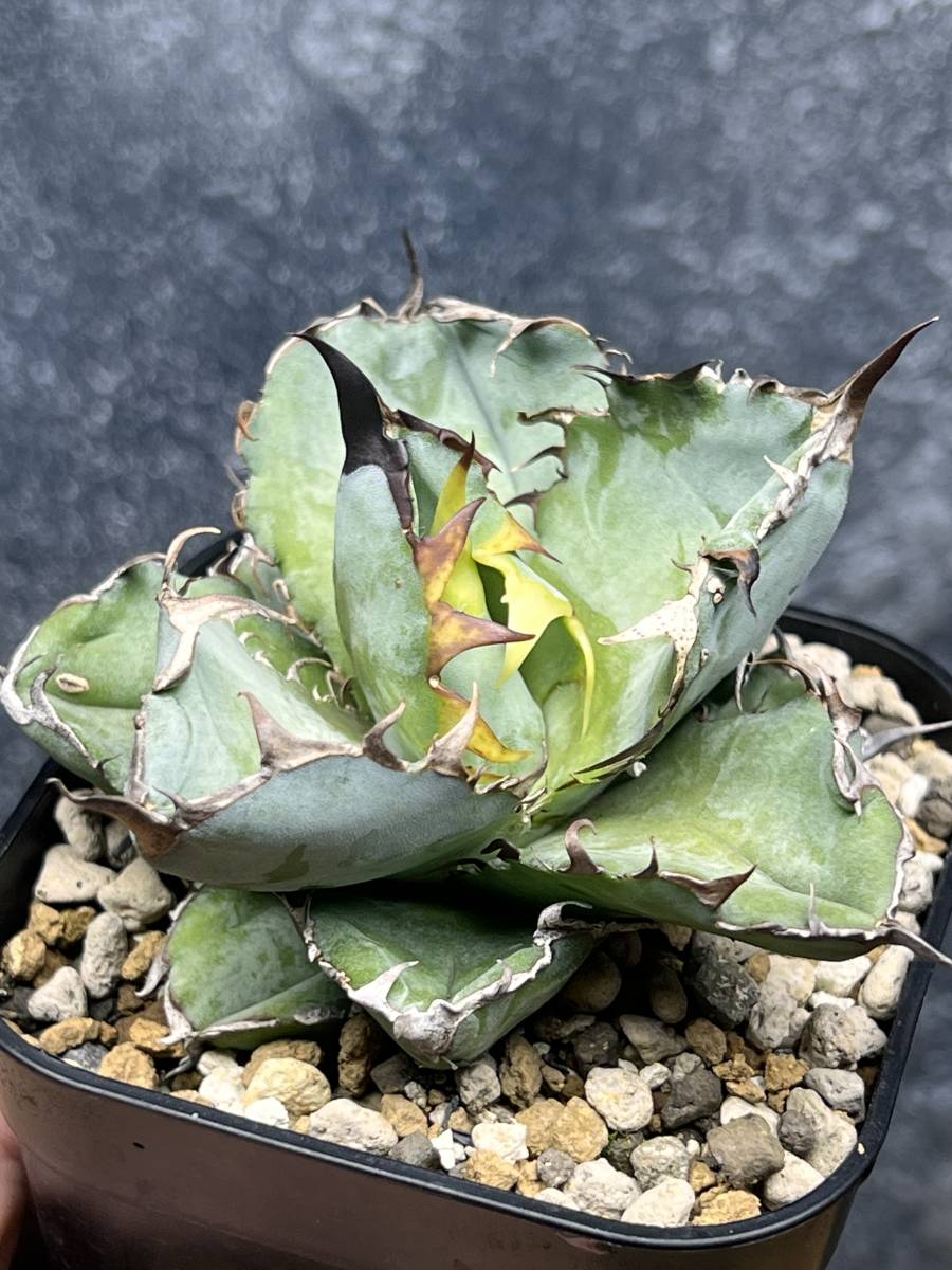 C-7アガベ 特選多肉植物 笹の雪 輝山黄覆輪 極上子株 25株 R012-71