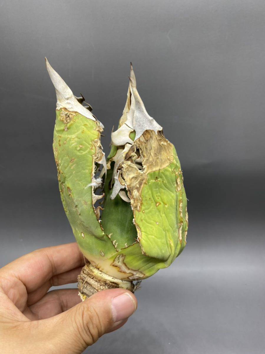 S720-33 Agave titanota Oteroi Oaxaca アガベ チタノタ オテロイ S720-33 Agave titanota Oteroi Oaxaca アガベ チタノタ オテロイ