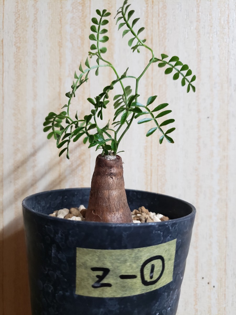 観葉植物 オペルクリカリア パキプス抜き苗