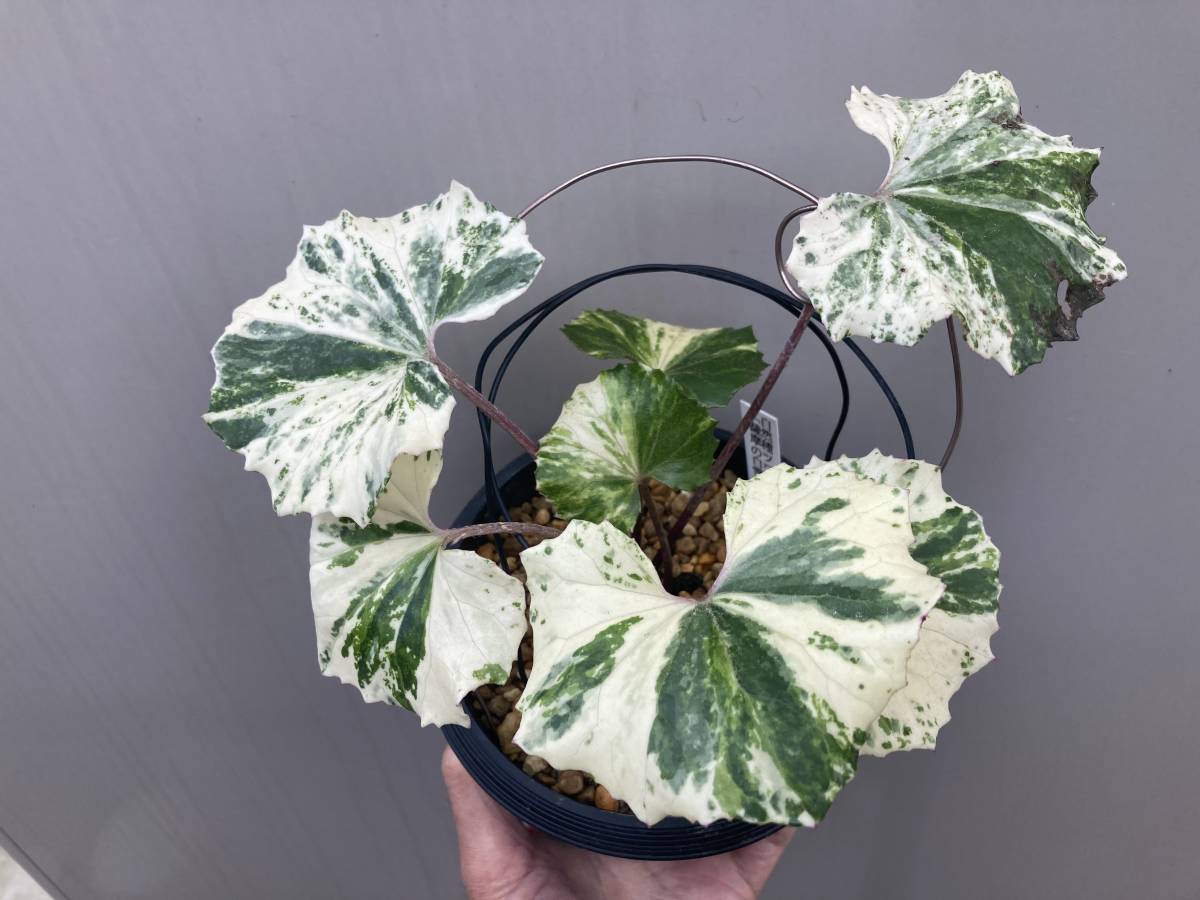 ツワブキ【薩摩の白雪姫】B★つわぶき★山野草★カンアオイ★春蘭★寒蘭★ウラシマソウ★エビネラン