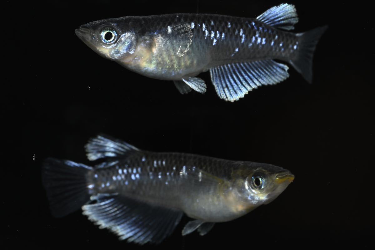 【ライトニング】現物　③ミッドナイトフリル(体外光タイプ)1ペア+♀1トリオセット産卵中^ - ^