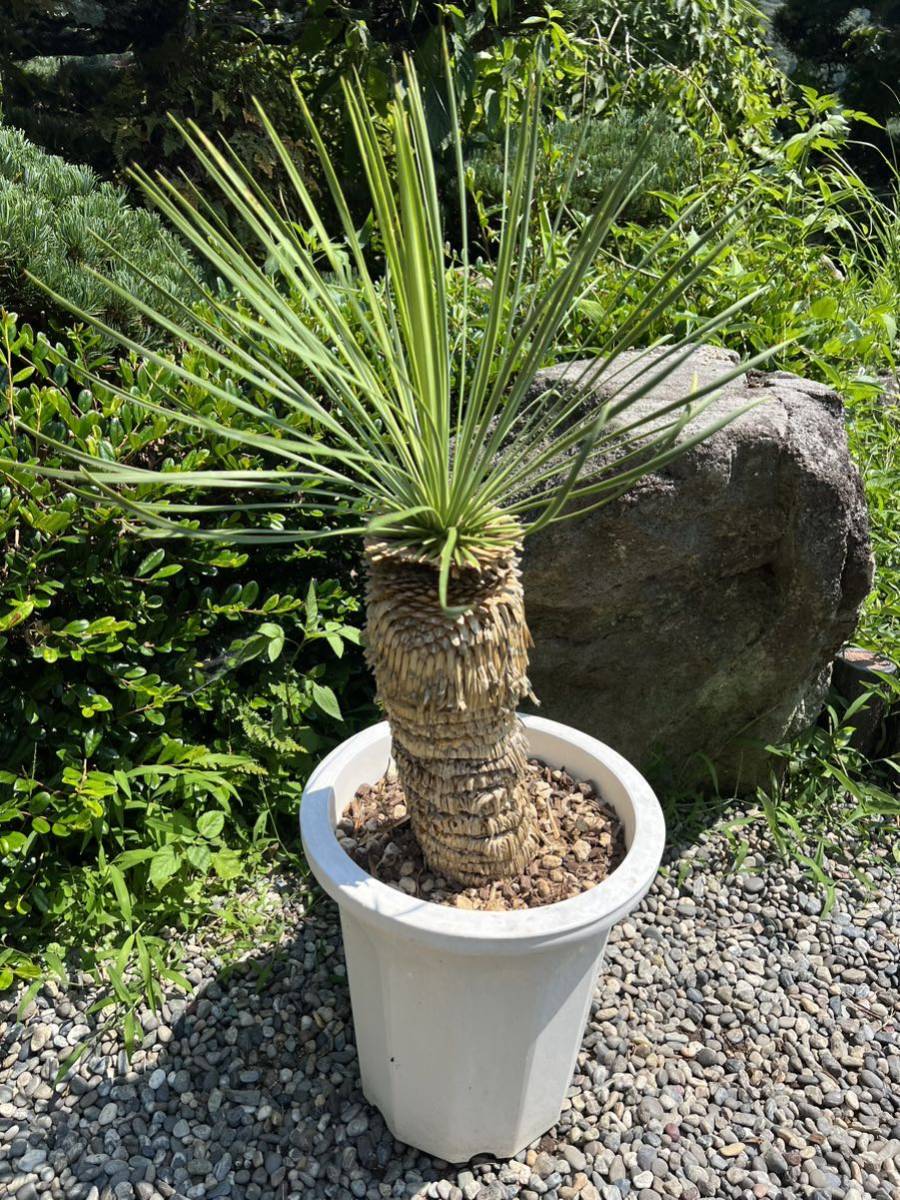 マルデヌベスベアルート発根済み　極太ロストラータドライガーデン Amazon.co.jp: 極太 1m64cm ユッカ ロストラータ 発根 耐寒性-15