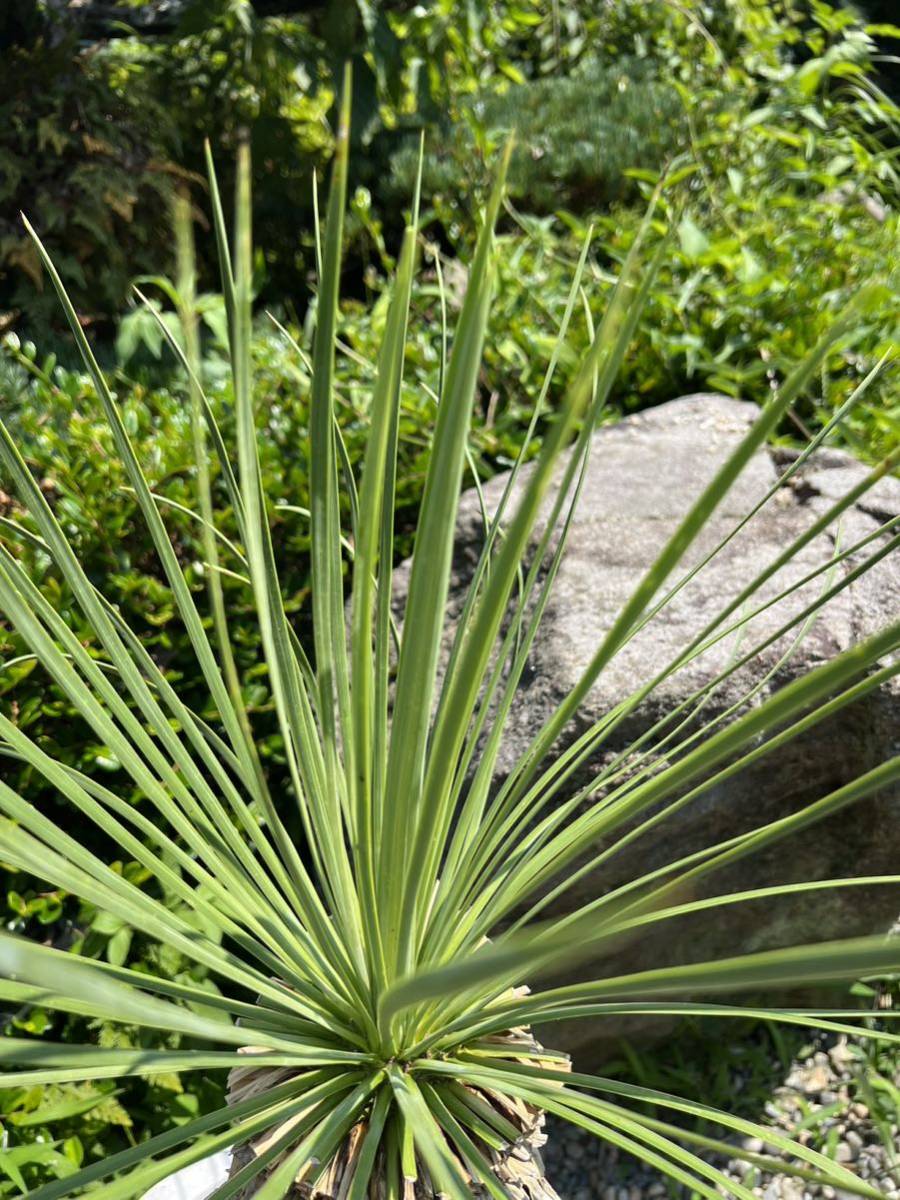 太株 レア ユッカ リネアリフォリア Yucca linearifoliaリネアフォリア