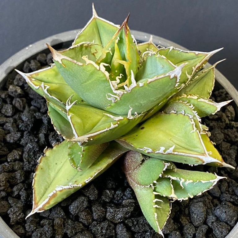 アガベ チタノタ 流星 子株 (Lize産) 【公式通販】