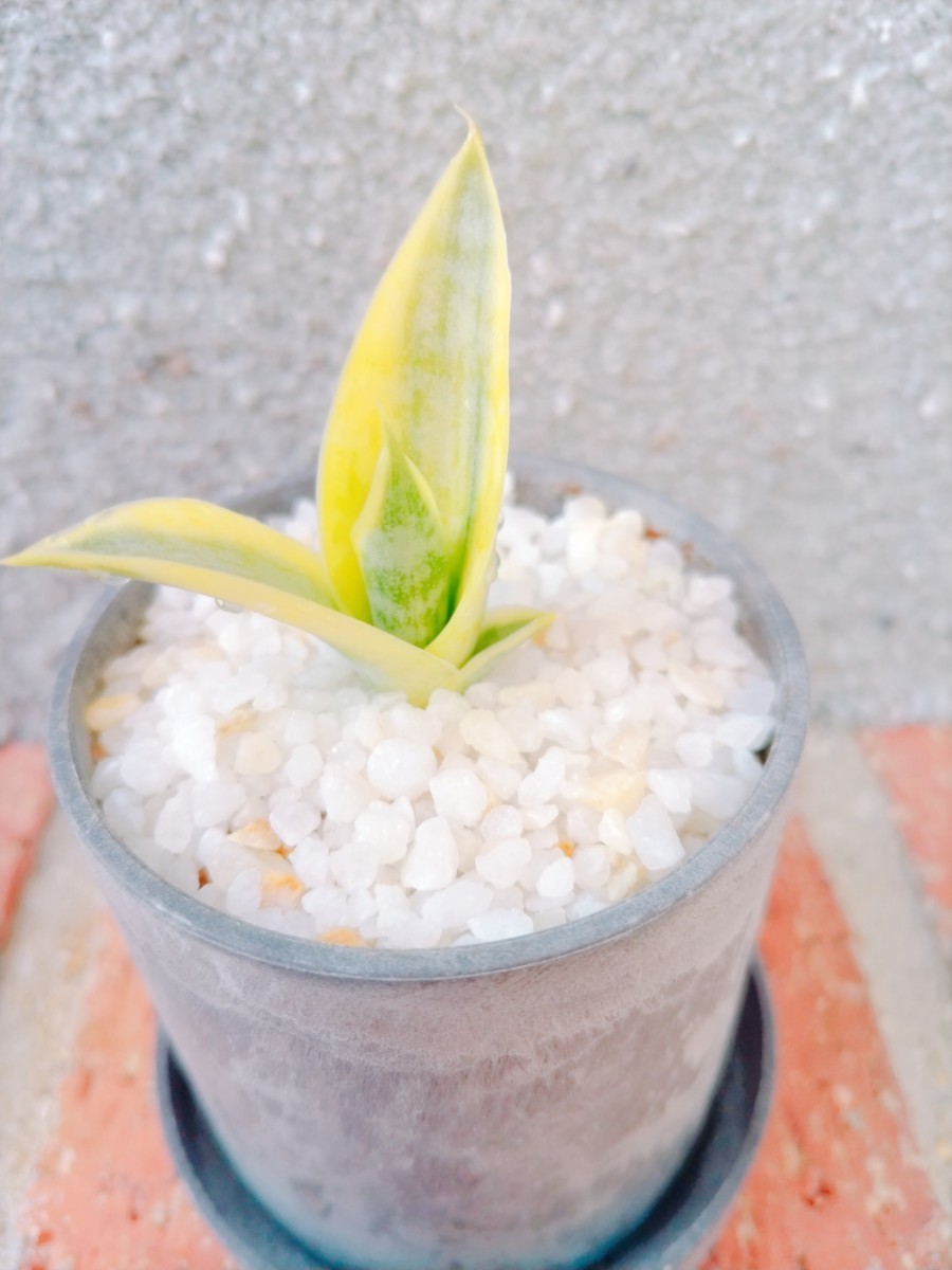 サイアムゴールド Sansevieria サンスベリア サンセベリア (観葉 サイアムゴールド Sansevieria サンスベリア サンセベリア (観葉