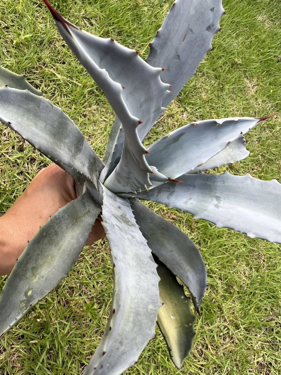 農園直送】特大サイズ AGAVE アガベ フランゾシニー Agave franzosinii