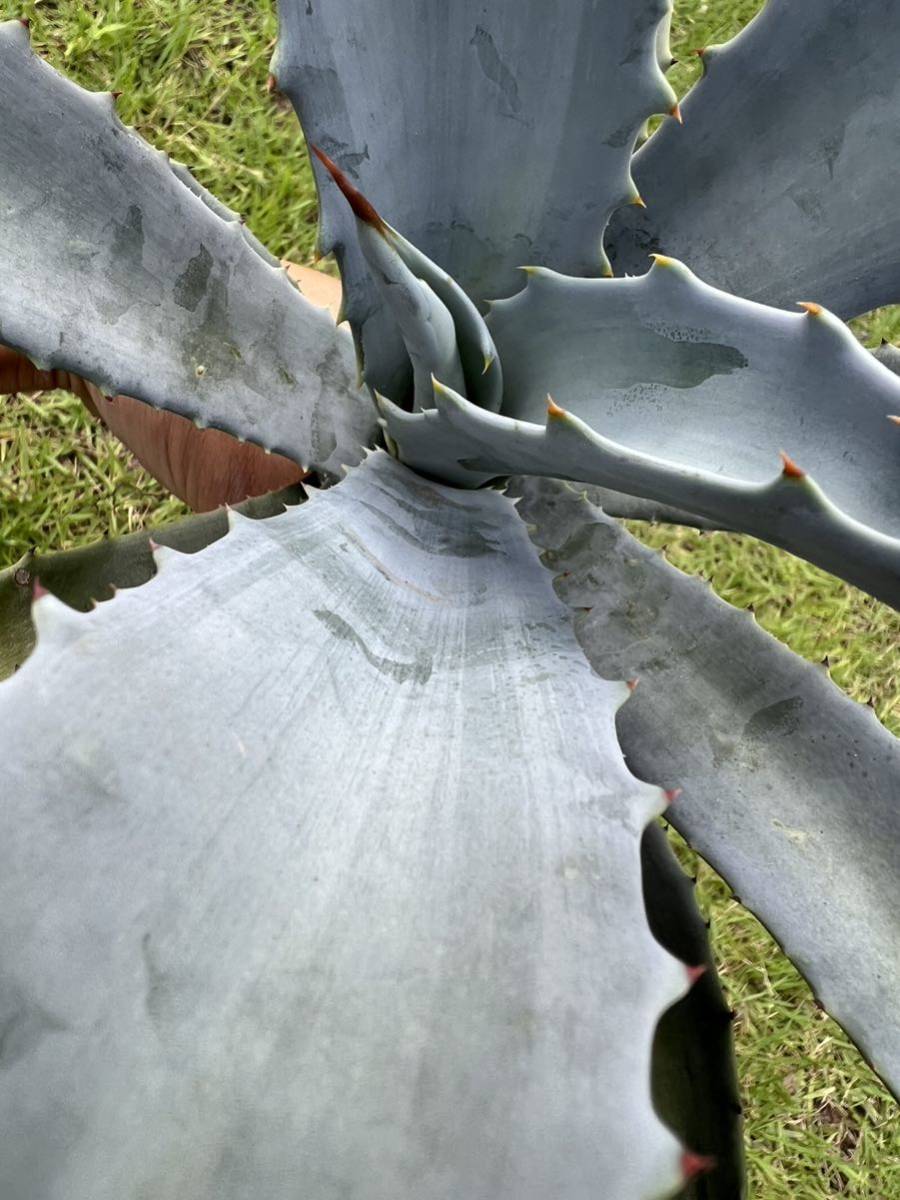 農園直送】特大サイズ AGAVE アガベ フランゾシニー Agave franzosinii 農園直送】特大サイズ AGAVE アガベ フランゾシニー Agave franzosinii