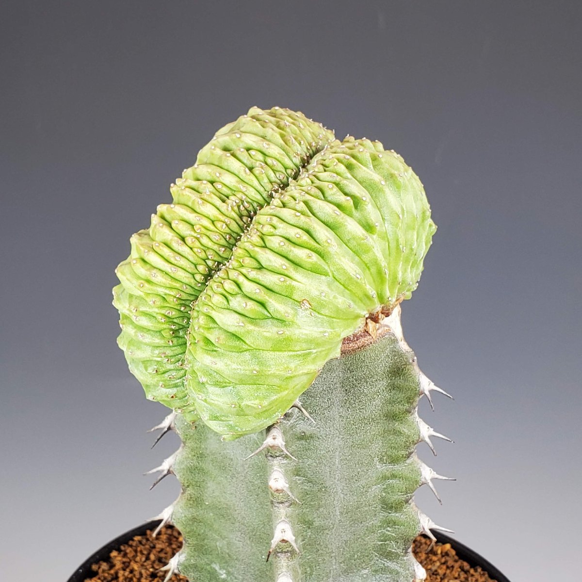 ユーフォルビア・バリダ 綴化(石化)(接) 9cm鉢 □カクタス長田  