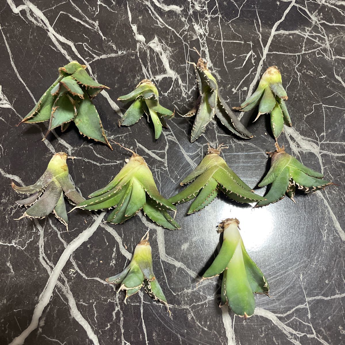 アガベ　FO-76選抜10株セットno'6