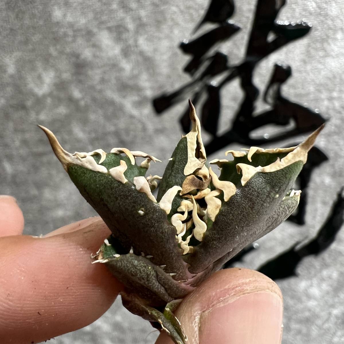 【龍園觀】①No.710 特選 アガベ 多肉植物 チタノタ レッドキャットウィーズル ゴリ猫 ' Red catweezle '強棘 極上株 発根済み