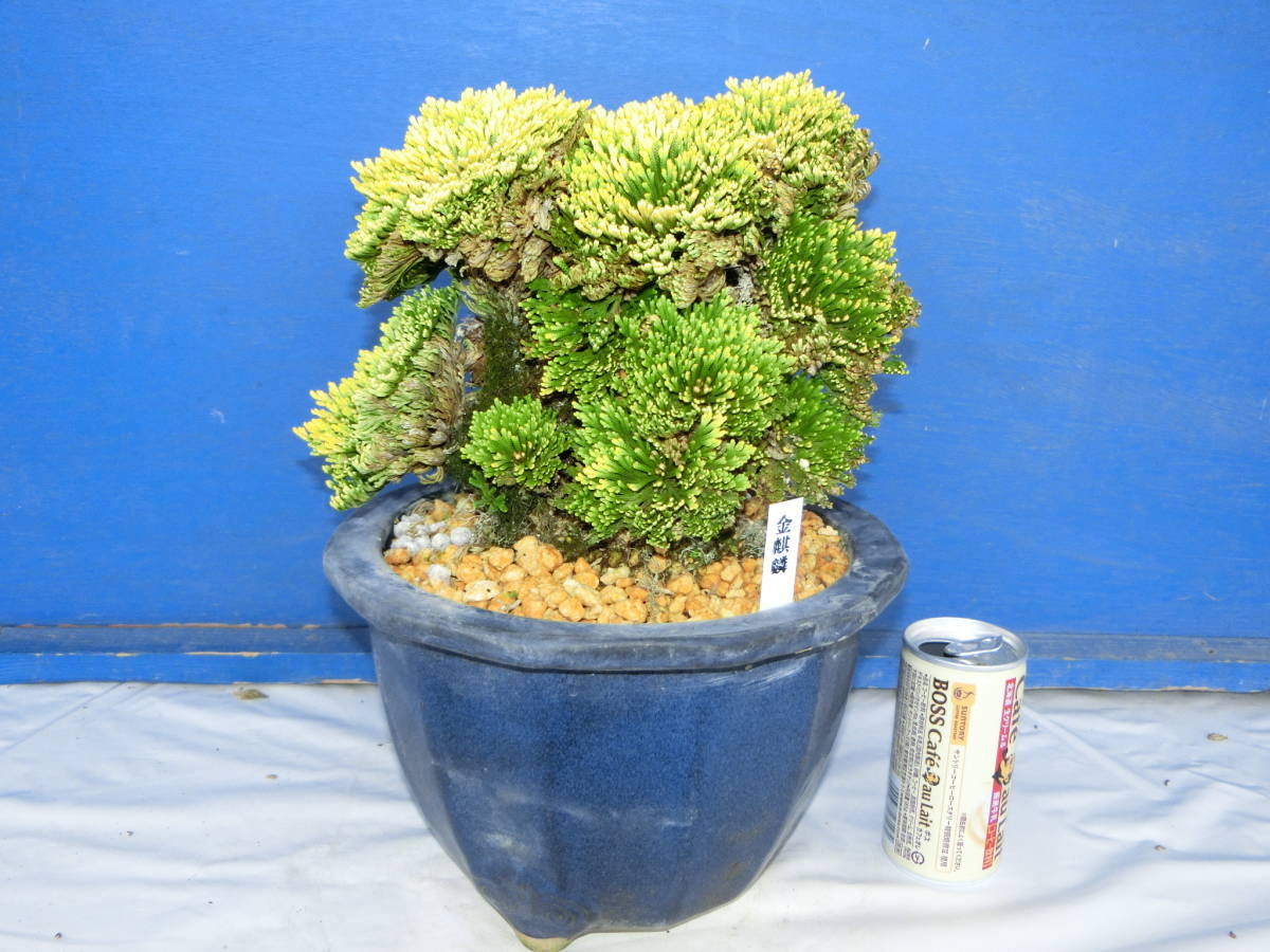 下館泰晃園○金麒麟○いわひば○銘品○●