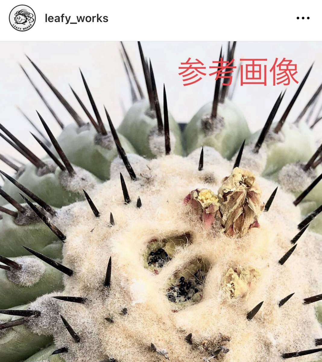 コピアポアシネレア 黒王丸 種子100粒 円く