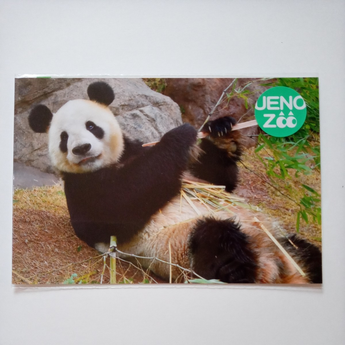 上野動物園　リーリー　ジャイアントパンダ ポストカード シャンシャン