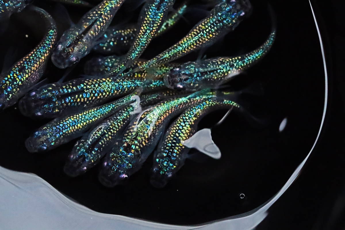 丸長メダカ T3【 金平糖アズライト　スーパーラメ改×サファイア 】20匹！ めだか 現物出品！