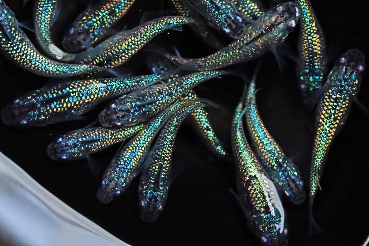 丸長メダカ T3【 金平糖アズライト　スーパーラメ改×サファイア 】20匹！ めだか 現物出品！