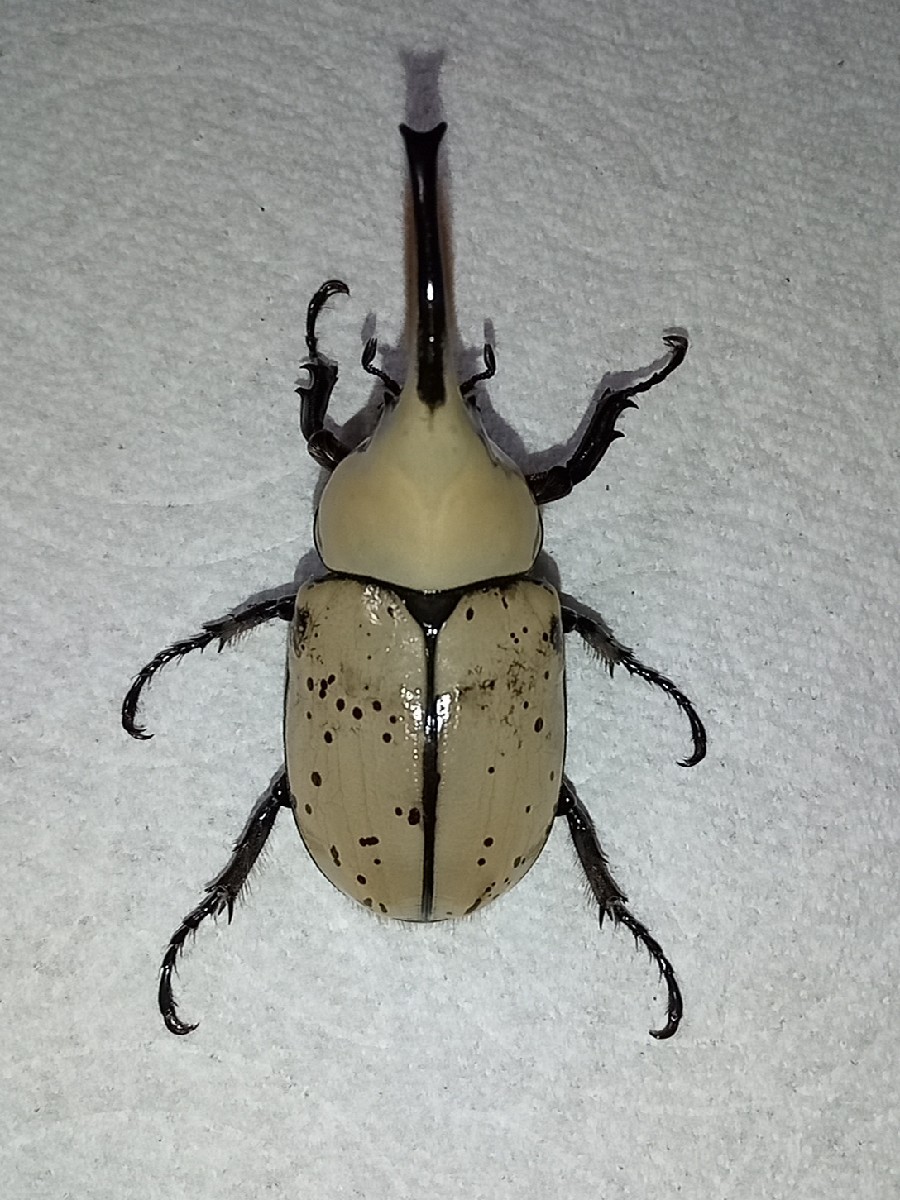 【即ブリ】◆♂２頭◆グラントシロカブト新成虫（G21-C-002705／G21-C-041642）