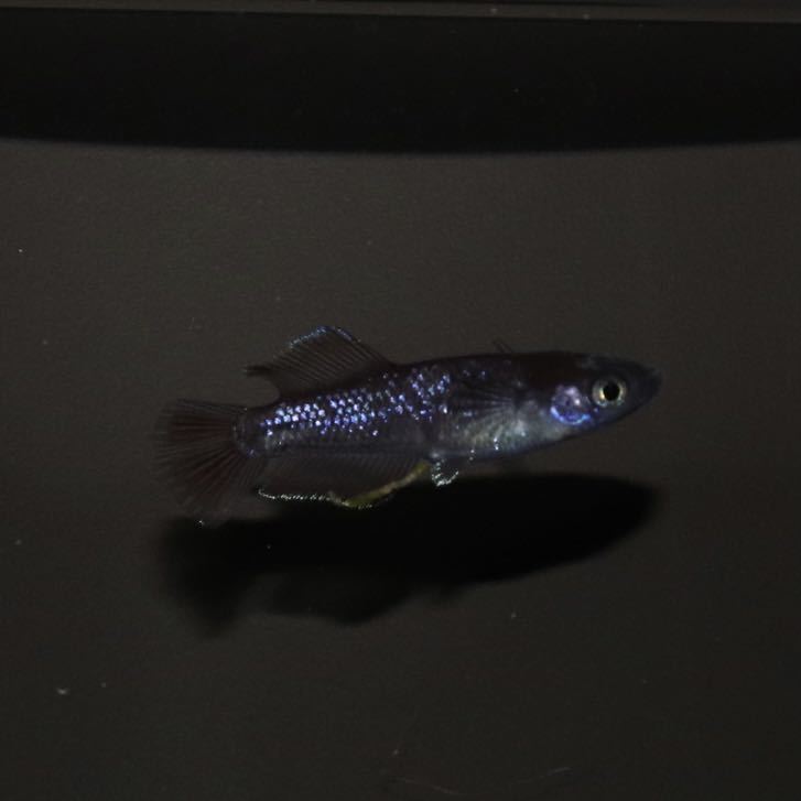 【minamo】現物 レイヴン 若魚(1ペア)RV-B オス光体型ヘテロRLF