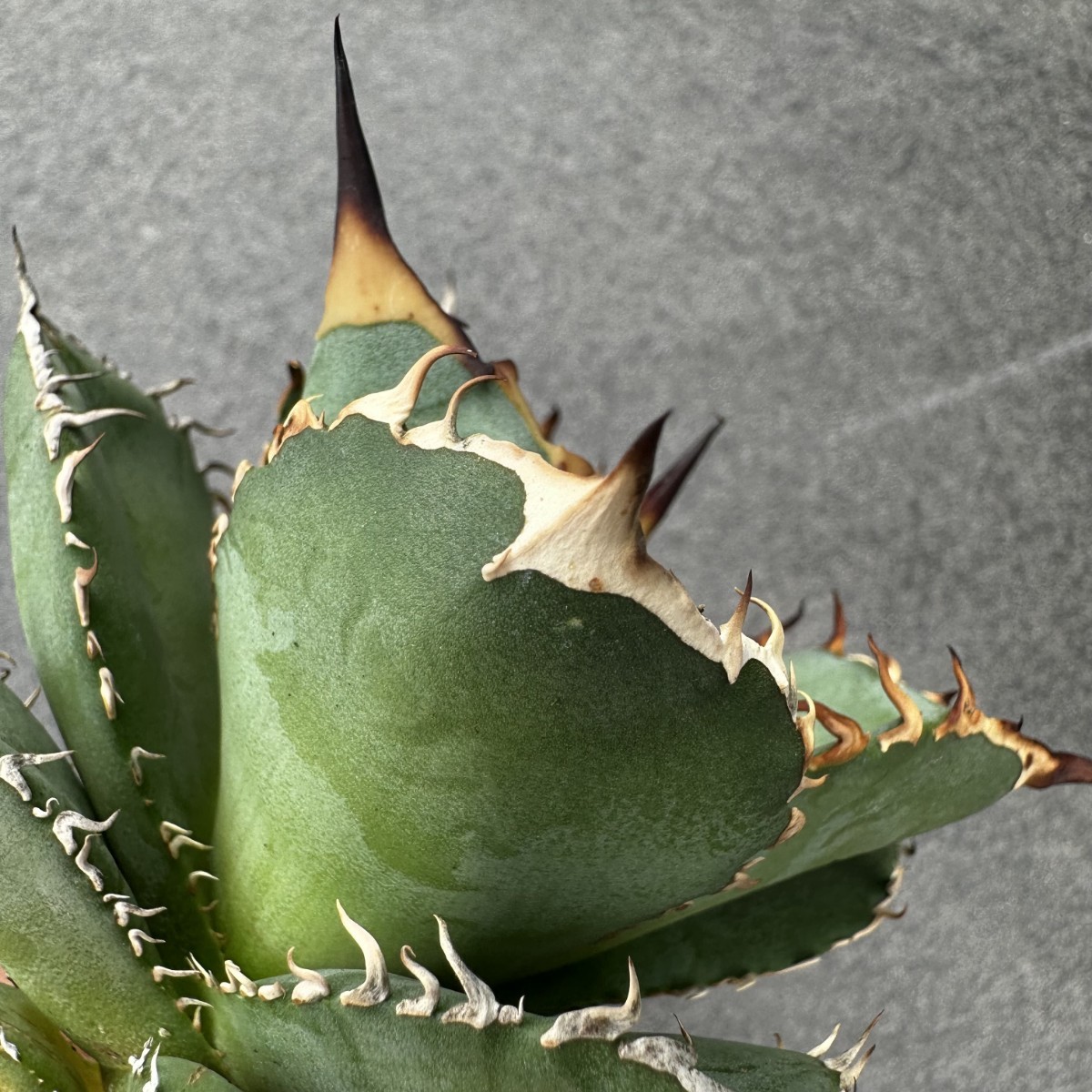 P45 多肉植物アガベ agave チタノタ 強棘霸王竜（sp新種）台湾輸入発根