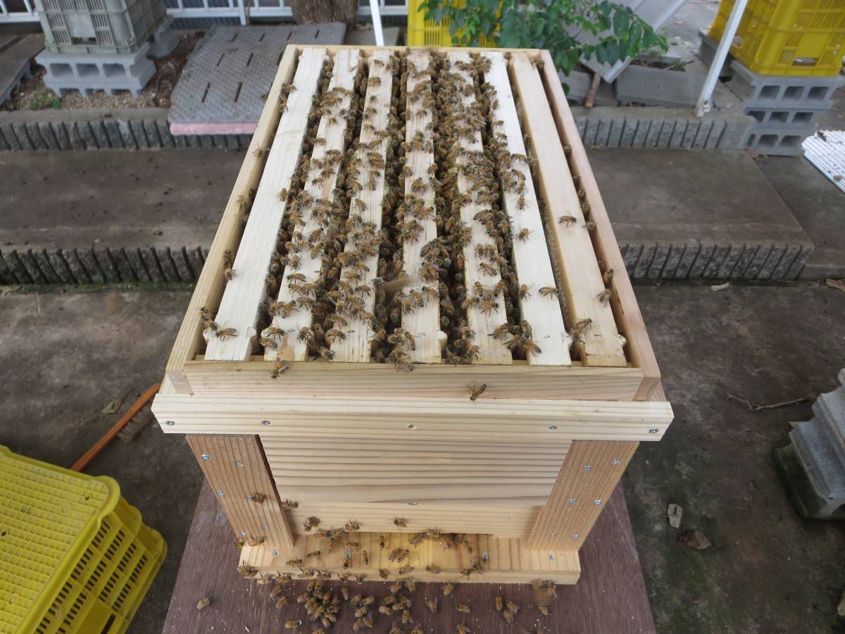 西洋ミツバチ巣箱 4枚掛蜂蜜分離器 採蜜器 西洋ミツバチ巣箱 4枚掛蜂蜜