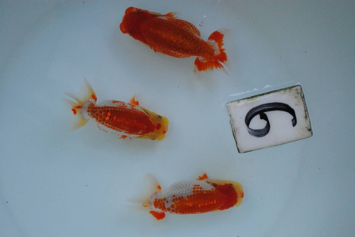 【青葉らんちゅう】 №６　当歳３匹セット　研究会用　