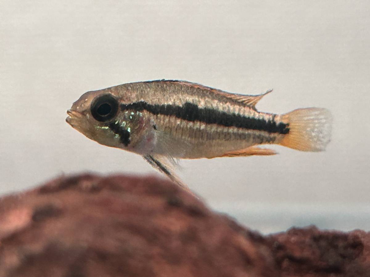 【特価・元気】アピストグラマ　ビタエニアータ　カレイロ（メスのみ）ワイルド１匹（全額返金補償あり）