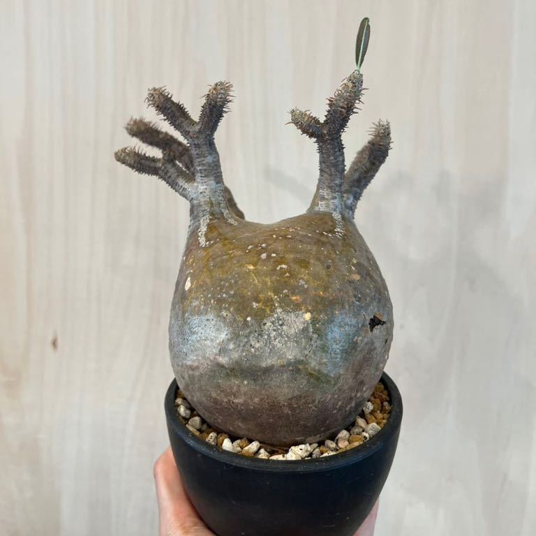 発根済 / コレクション株 / まんまる株 / Pachypodium Gracilius