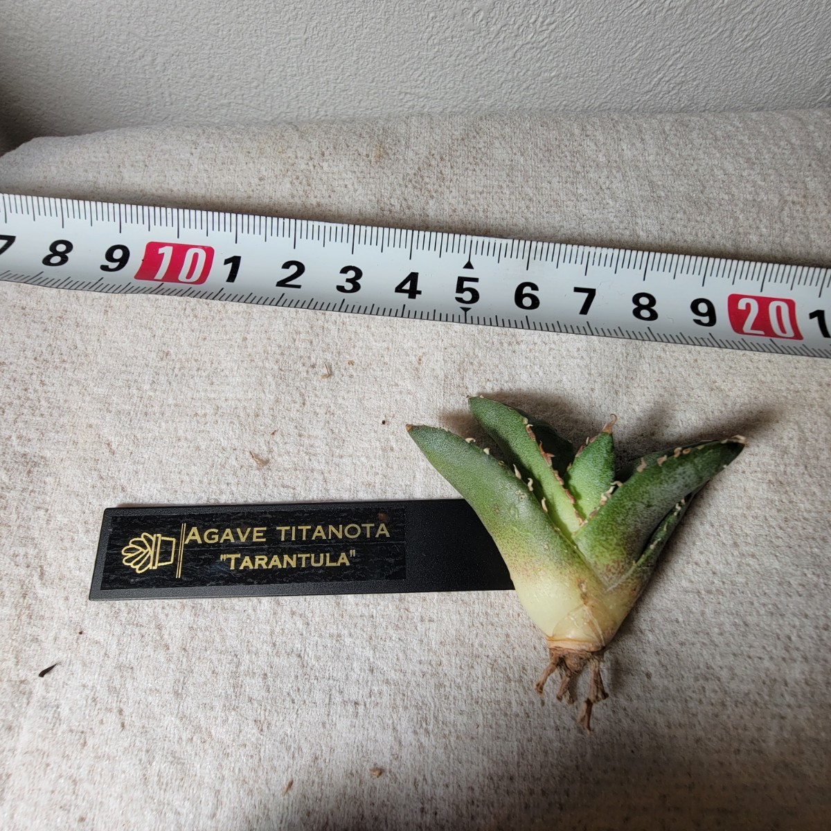 アガベ チタノタ タランチュラ イラン株 ③ やや傷や汚れあり】【ever