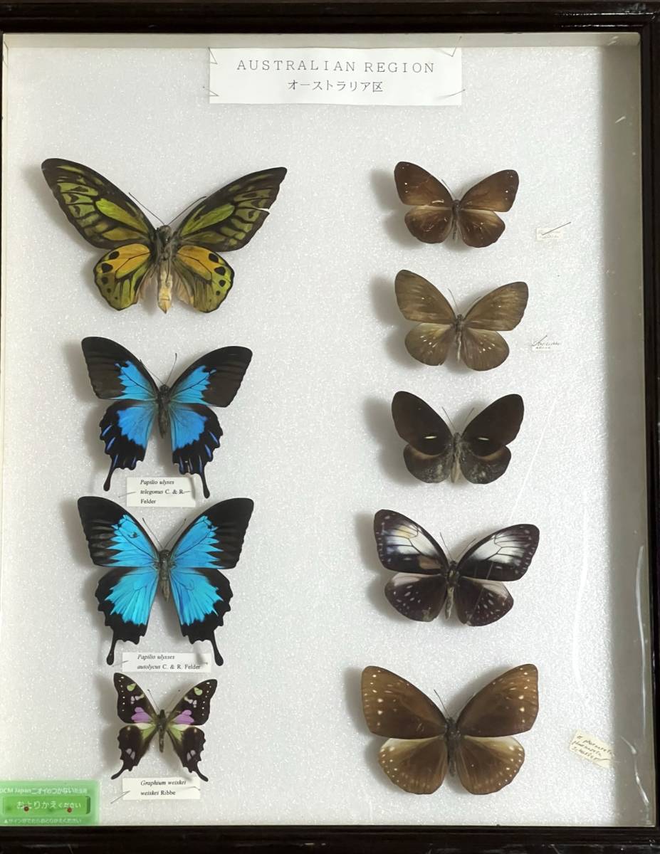 蝶標本 ドイツ箱4セット トリバネアゲハ他 アオメガネ アカメガネ