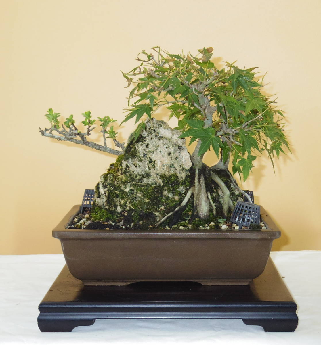 【盆栽屋大和】真柏　中品盆栽　樹高33cm（黒松杜松五葉松皐月欅楓糸魚川真柏) 盆栽屋大和】 真柏 中品盆栽 取りに来れる方大歓迎 自社配送も可（黒松