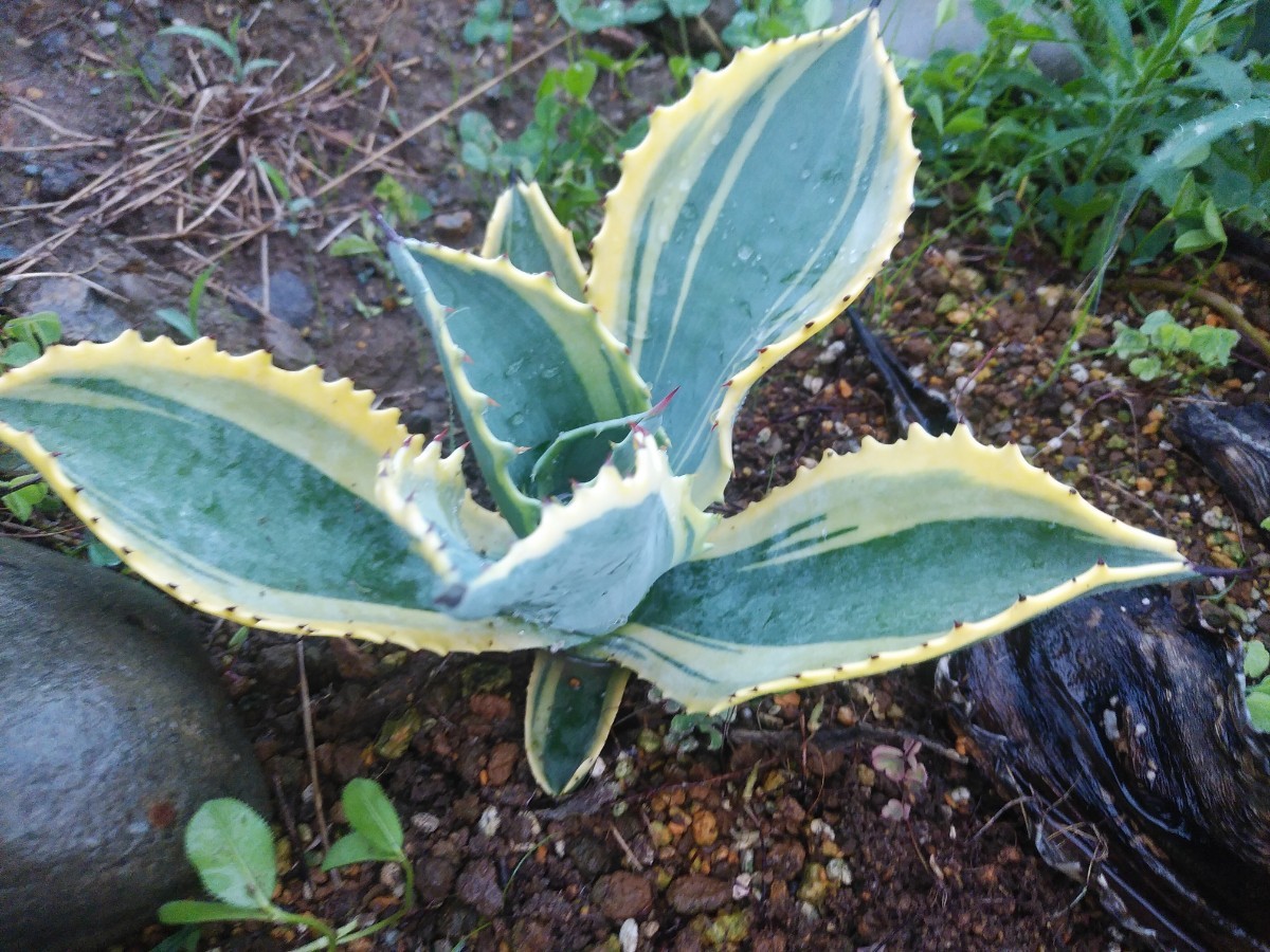 アガベ リップルエフェクト 大株 多肉植物 アガベ リップル