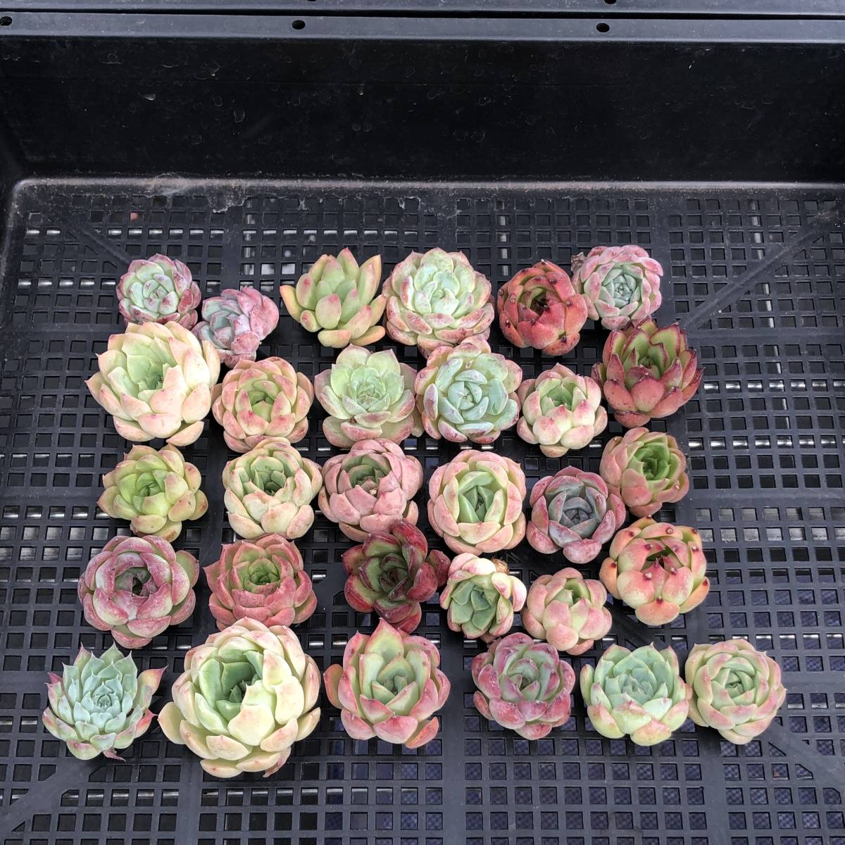 * Top エケベリア 30個0807-OZ-04 多肉植物 韓国 多肉 発送日：8月14日か15日