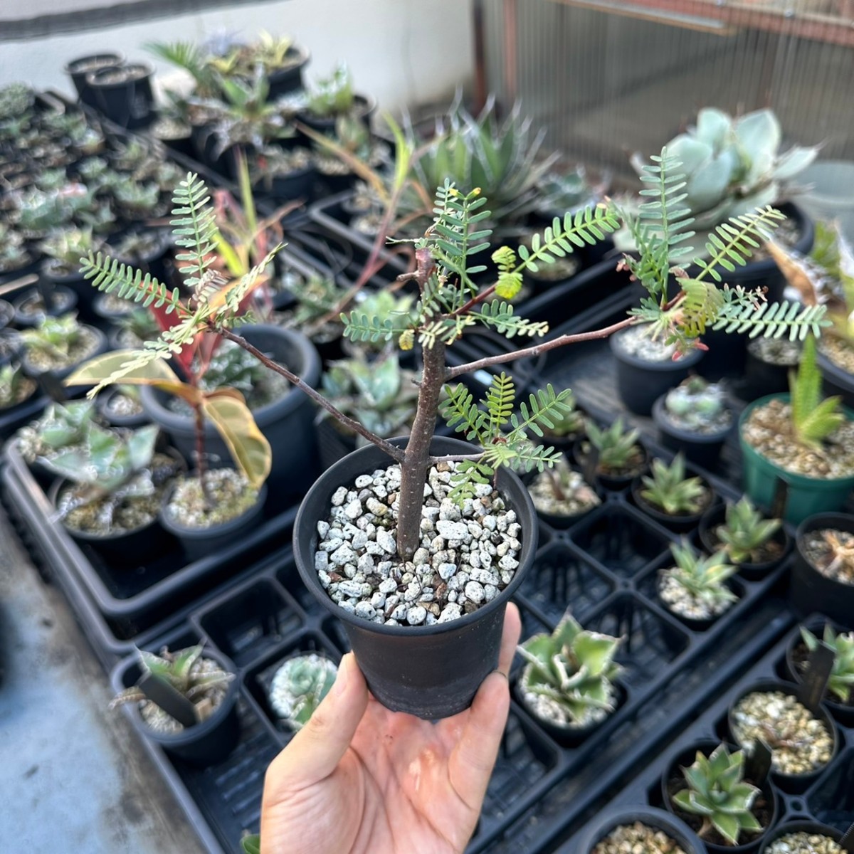 Bursera ブルセラ ミクロフィラ - Yahoo!オークション コミフォラ 