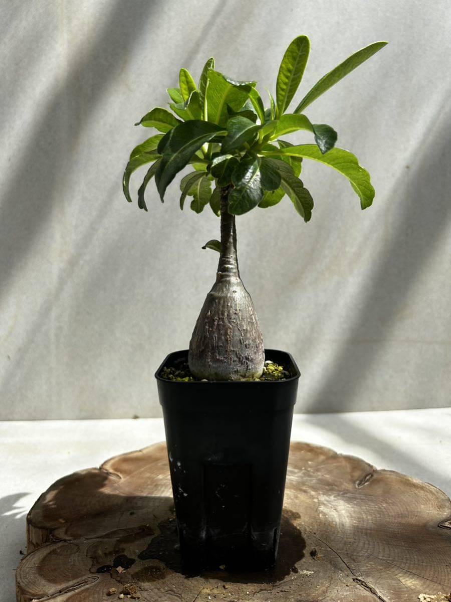 実生】パキポディウム デカリー① ① Pachypodium decaryi