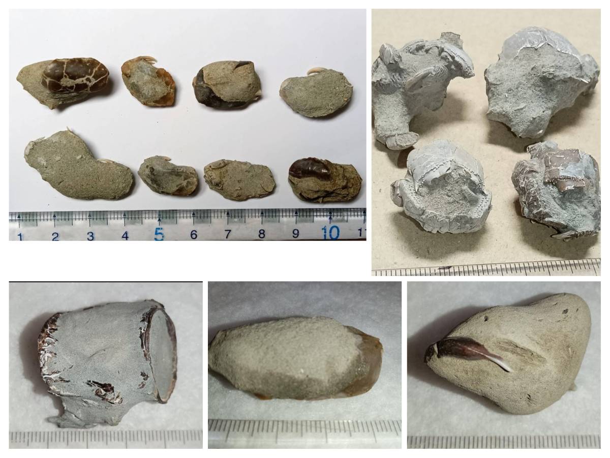 超激得，セール 静岡県静岡市清水区 興津産 カニの化石 魚の椎骨化石 背骨 蟹化石 国産 日本の化石 匿名配送 ムカシメクラガニ アサヒガニモドキ(化石)｜売買されたオークション情報、yahooの商品情報をア 化石