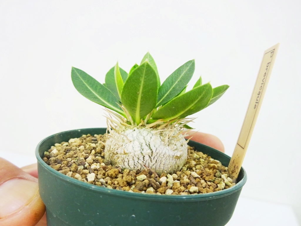 東京739パキポディウム　ブレビカウレ　恵比寿笑い　特選扁平極美株