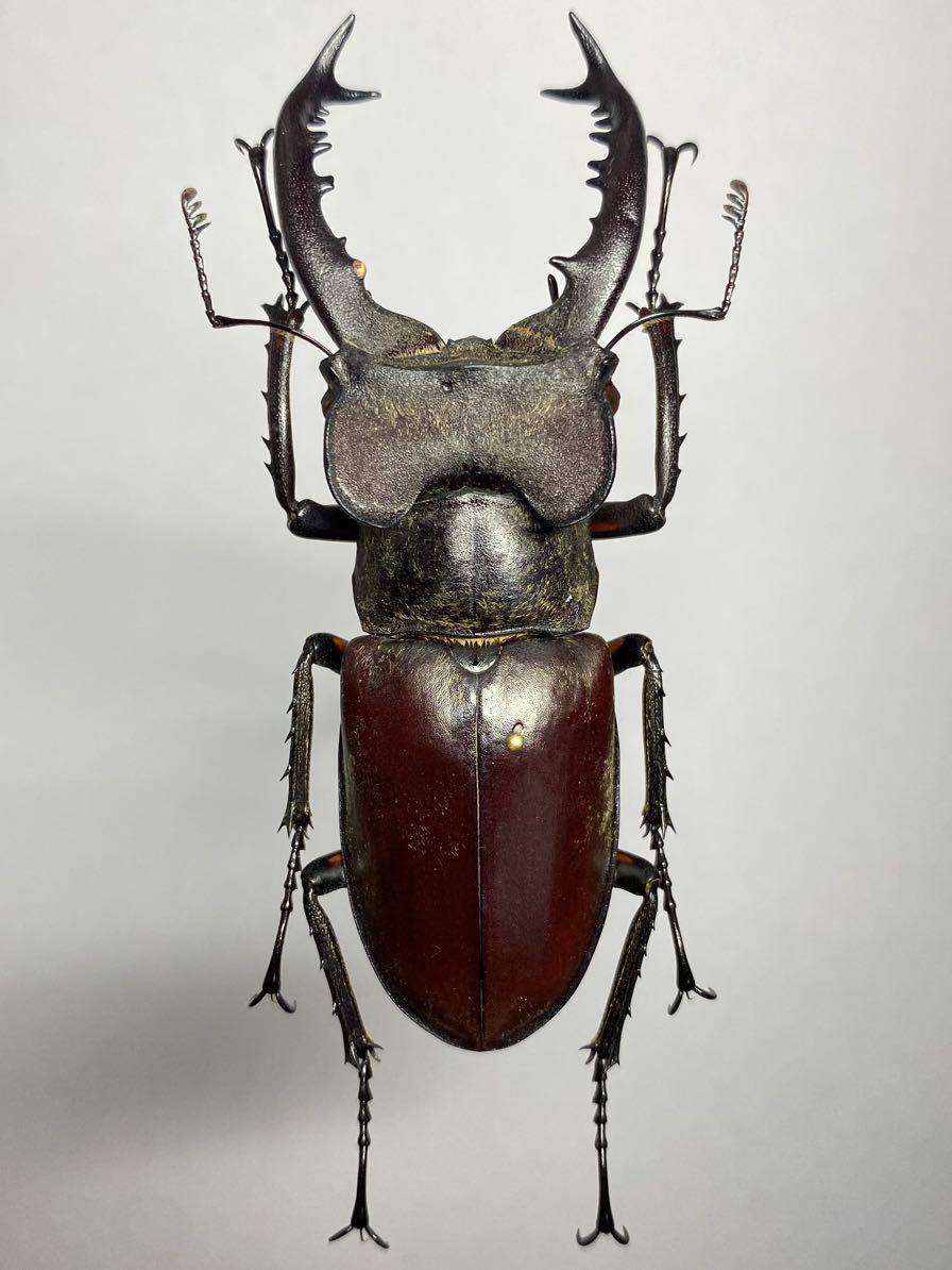 タカサゴミヤマクワガタ ♂ 標本 昆虫標本】台湾南部産 タカサゴミヤマクワガタ Lucanus dybowskyi