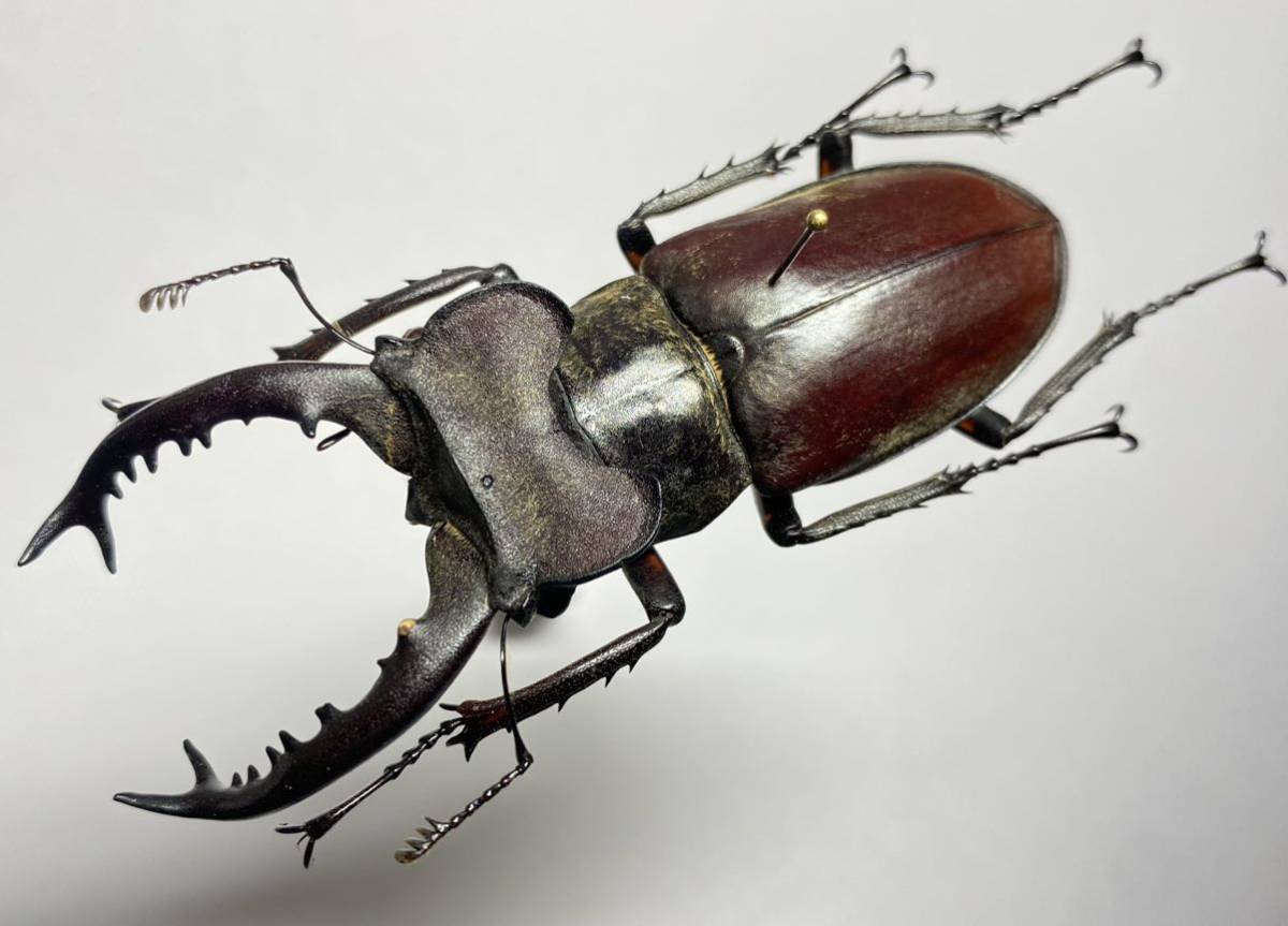 昆虫標本】台湾南部産 タカサゴミヤマクワガタ Lucanus dybowskyi